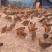 散养土鸡麻鸡