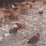 散养土鸡麻鸡