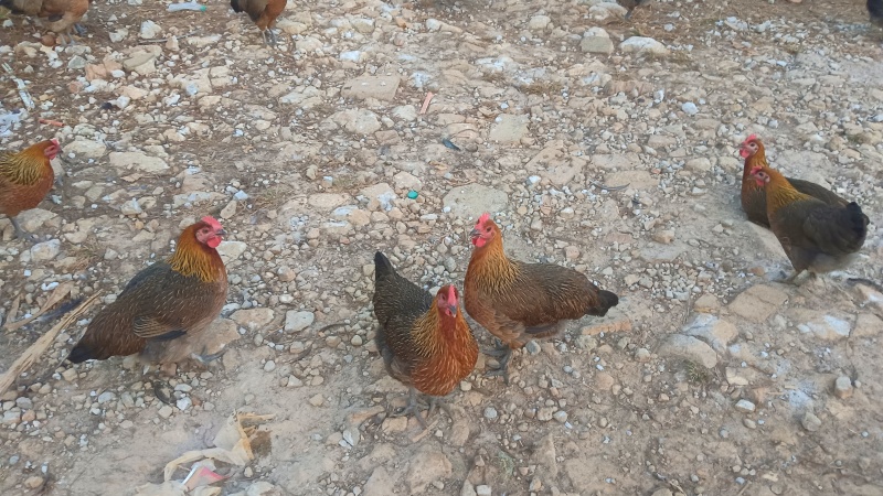 散养土鸡麻鸡