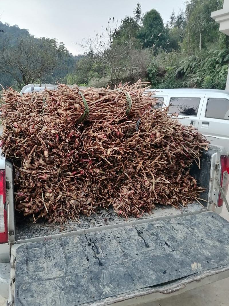 源头直批砂仁根