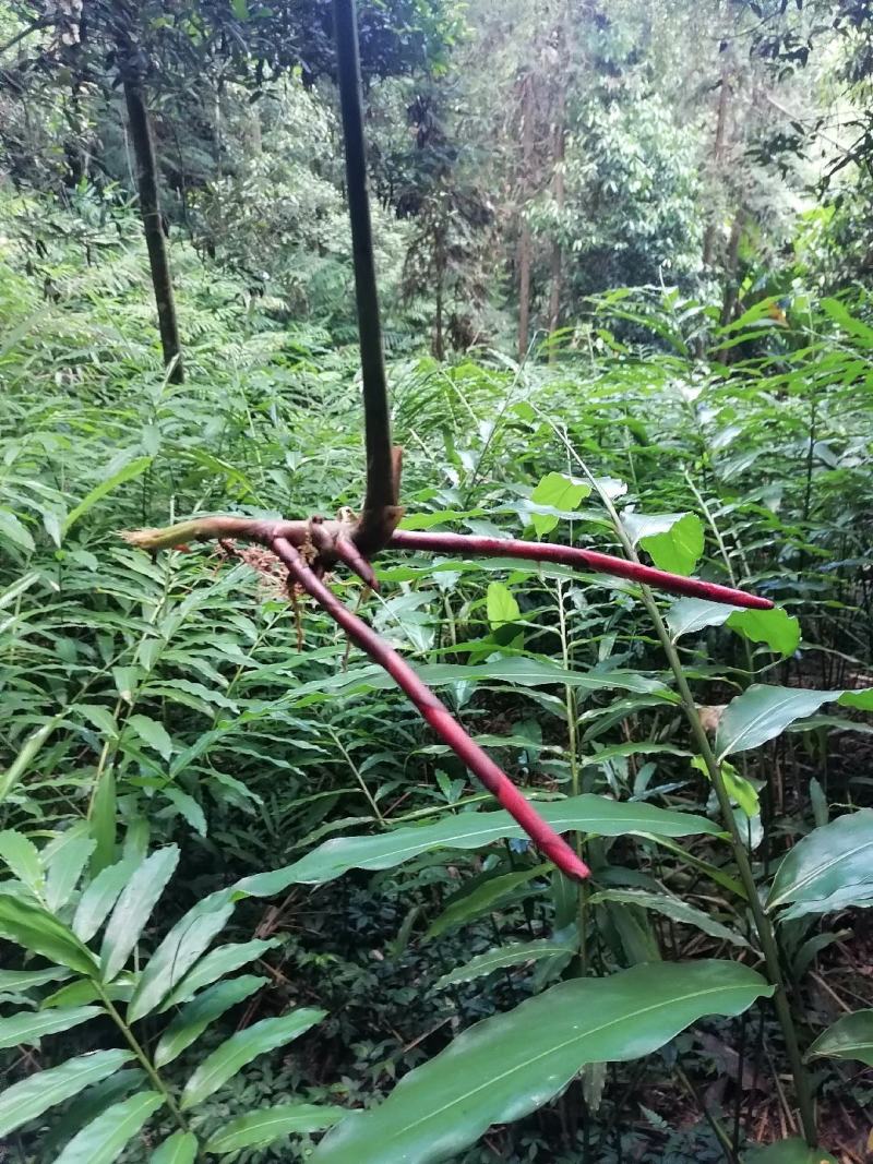 源头直批砂仁根