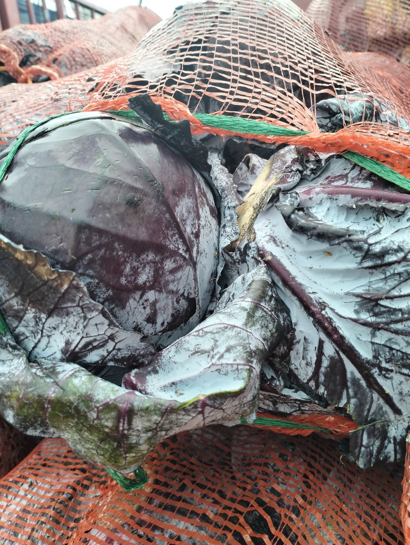 紫甘蓝