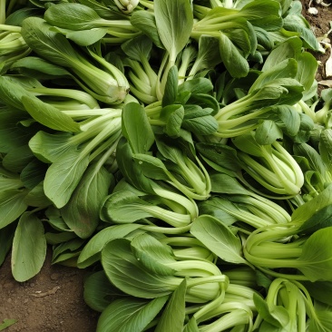 精品中颗油菜