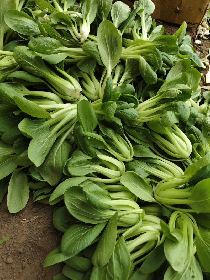 精品中颗油菜