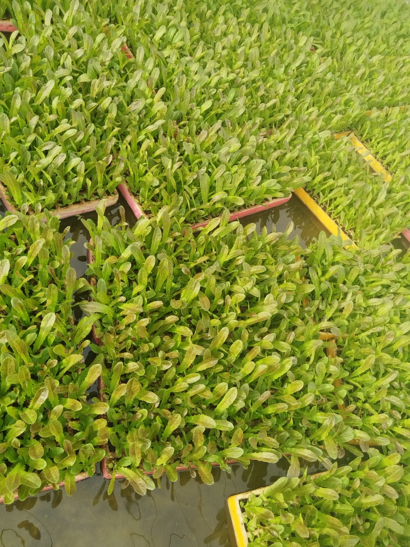 绿皮绿心莴笋苗