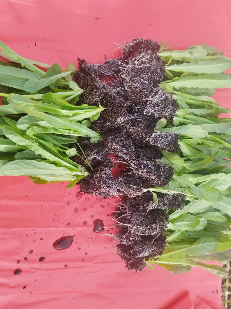 绿皮绿心莴笋苗
