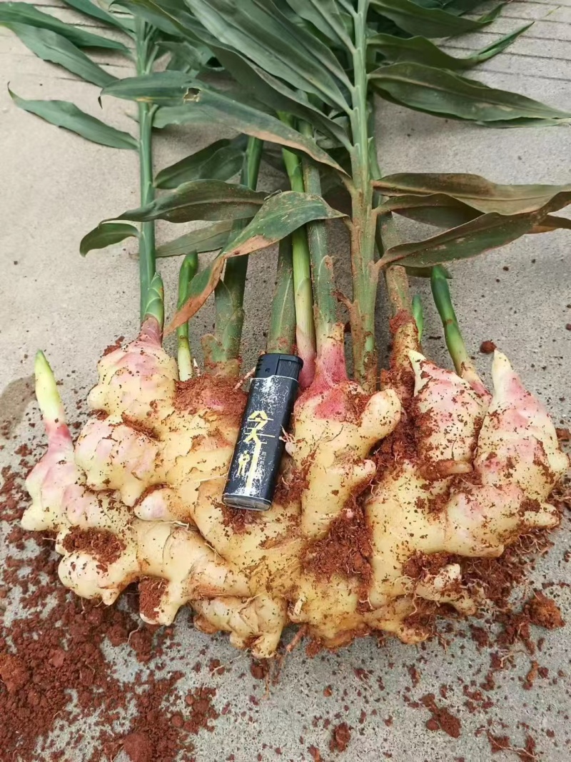云南小黄姜，走市场，走电商，量大，接拖板车，商超档口