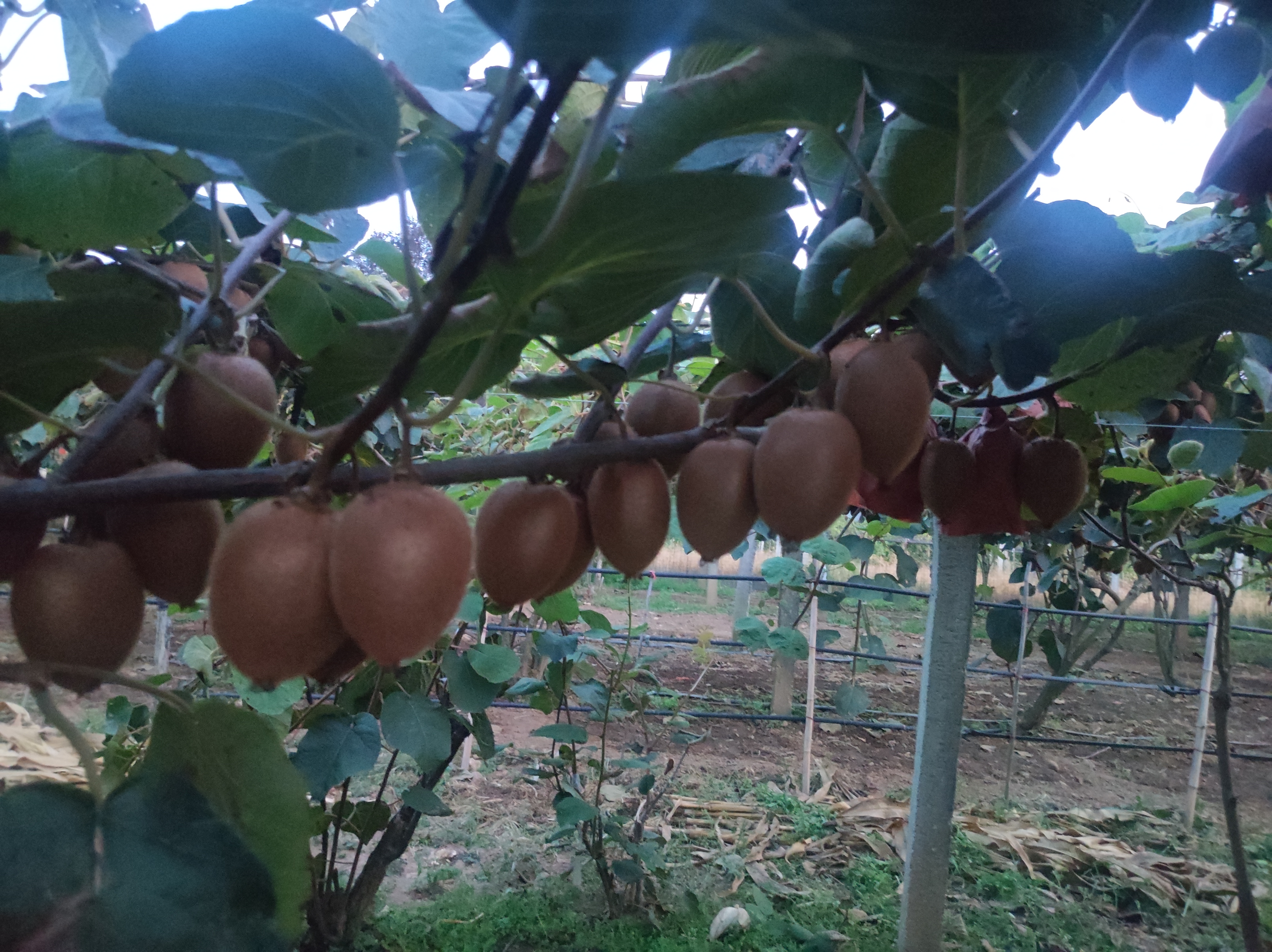 百香果与翠香猕猴桃对比图