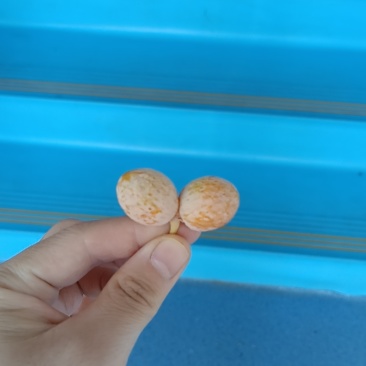 银杏果