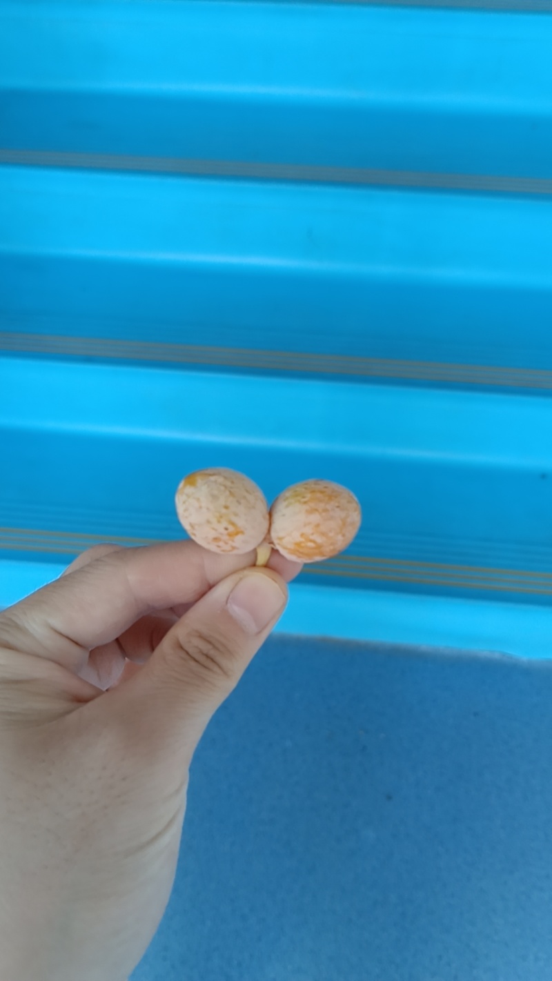 银杏果