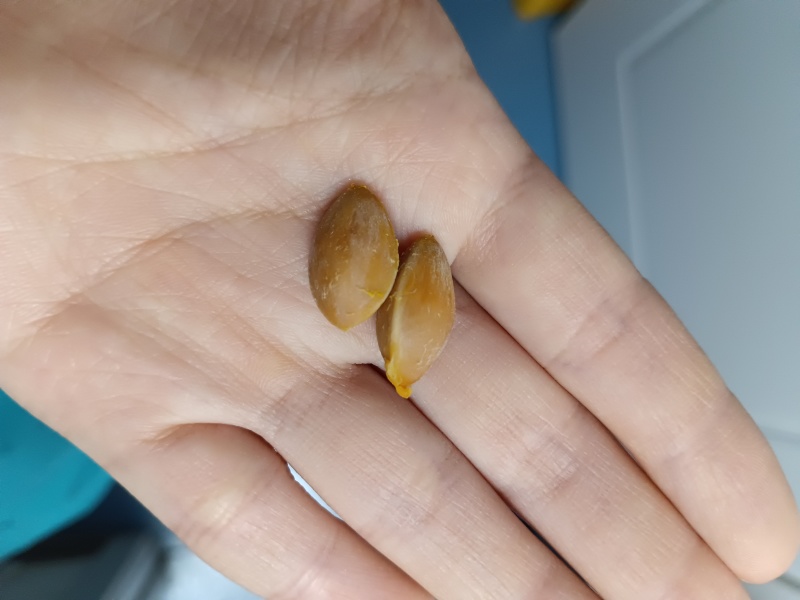 银杏果