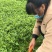 广东梅州甜艾嫩艾叶新鲜现割现发