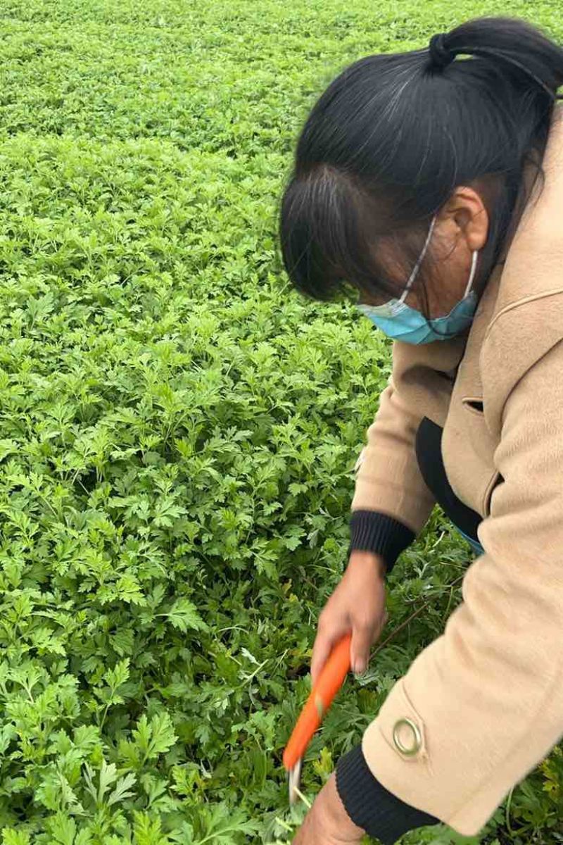 广东梅州甜艾嫩艾叶新鲜现割现发