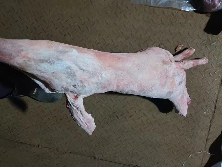 优质白条羊挑选指南