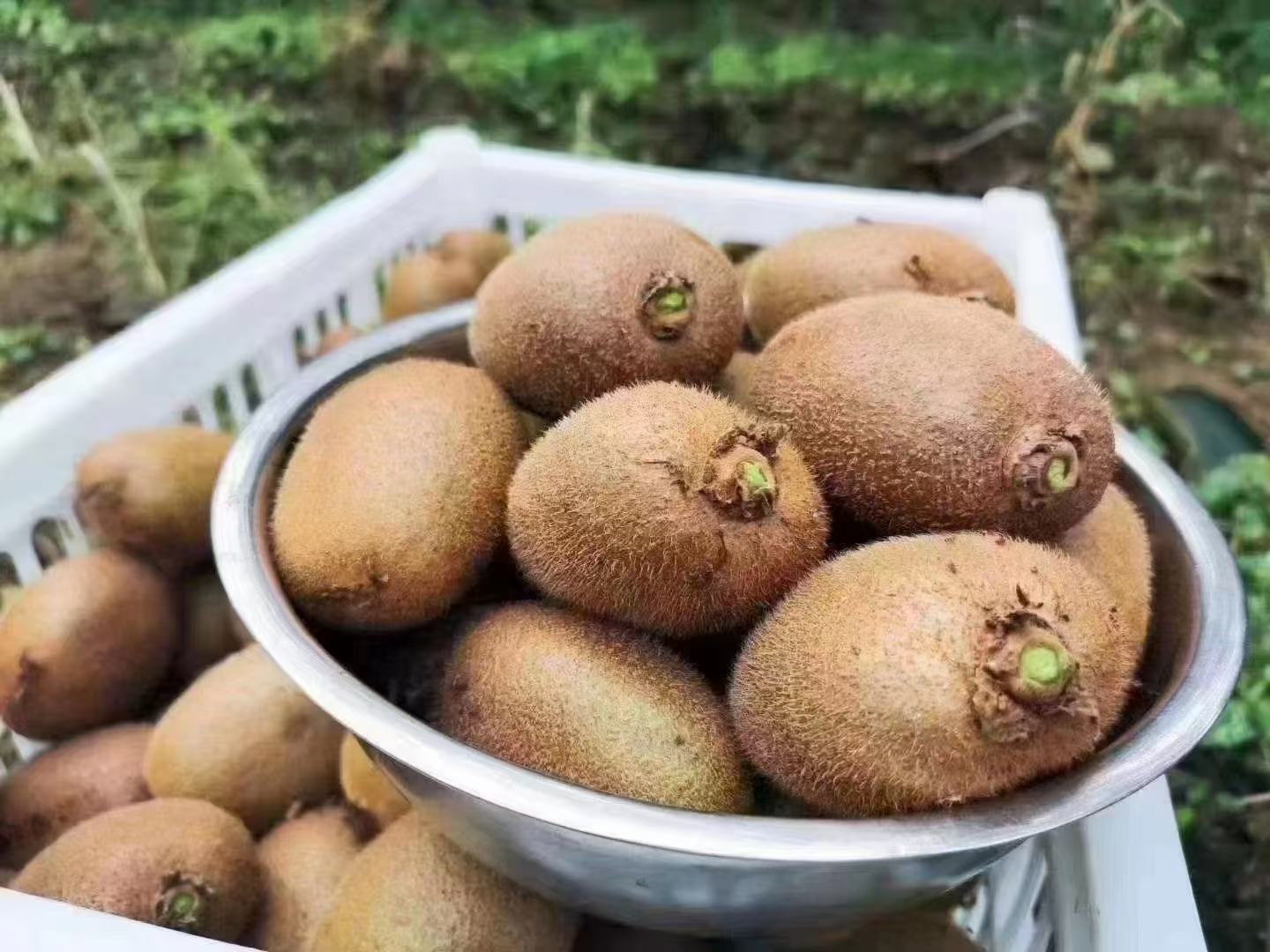 猕猴桃酒瓶与新鲜猕猴桃果实