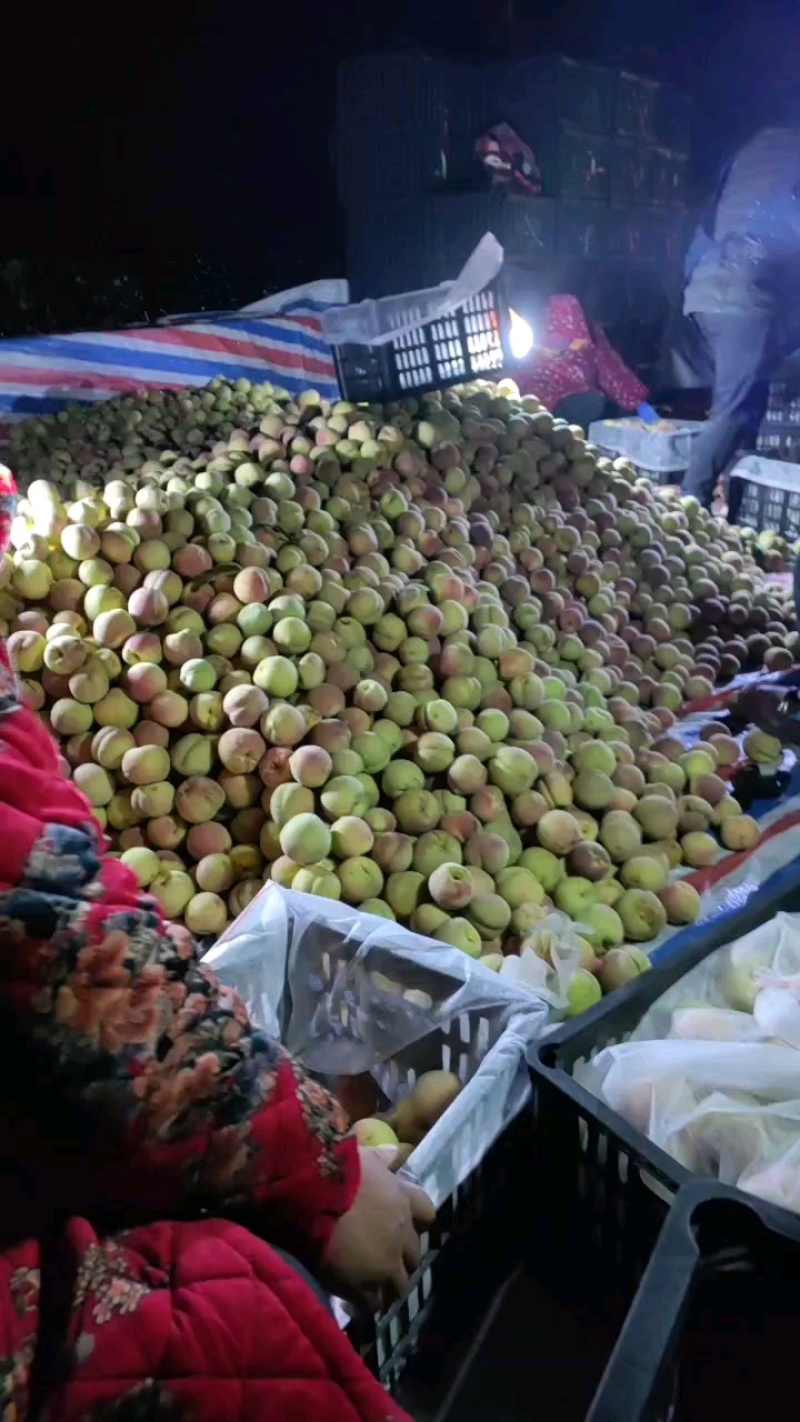 山东产地精品沂蒙山冬桃超甜超脆
