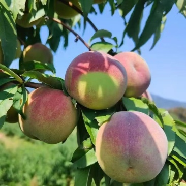 山东产地精品沂蒙山冬桃大量上市货源充足一条龙服务产地直发