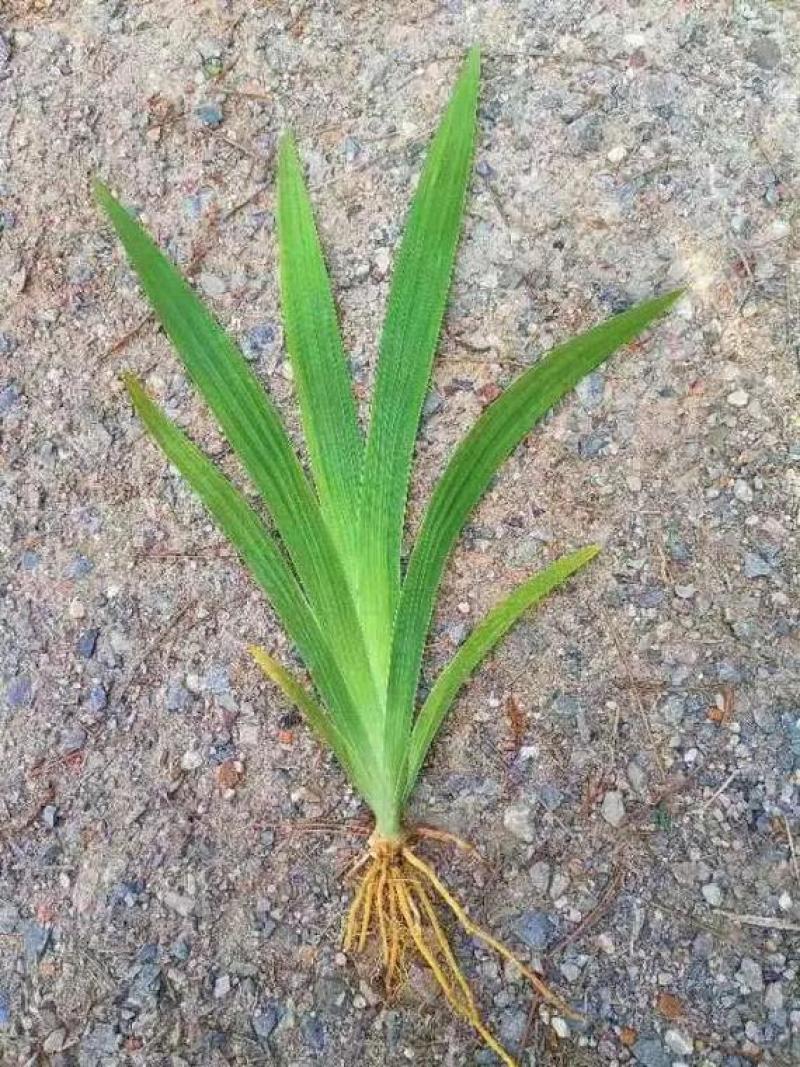 射干种苗包技术包回收