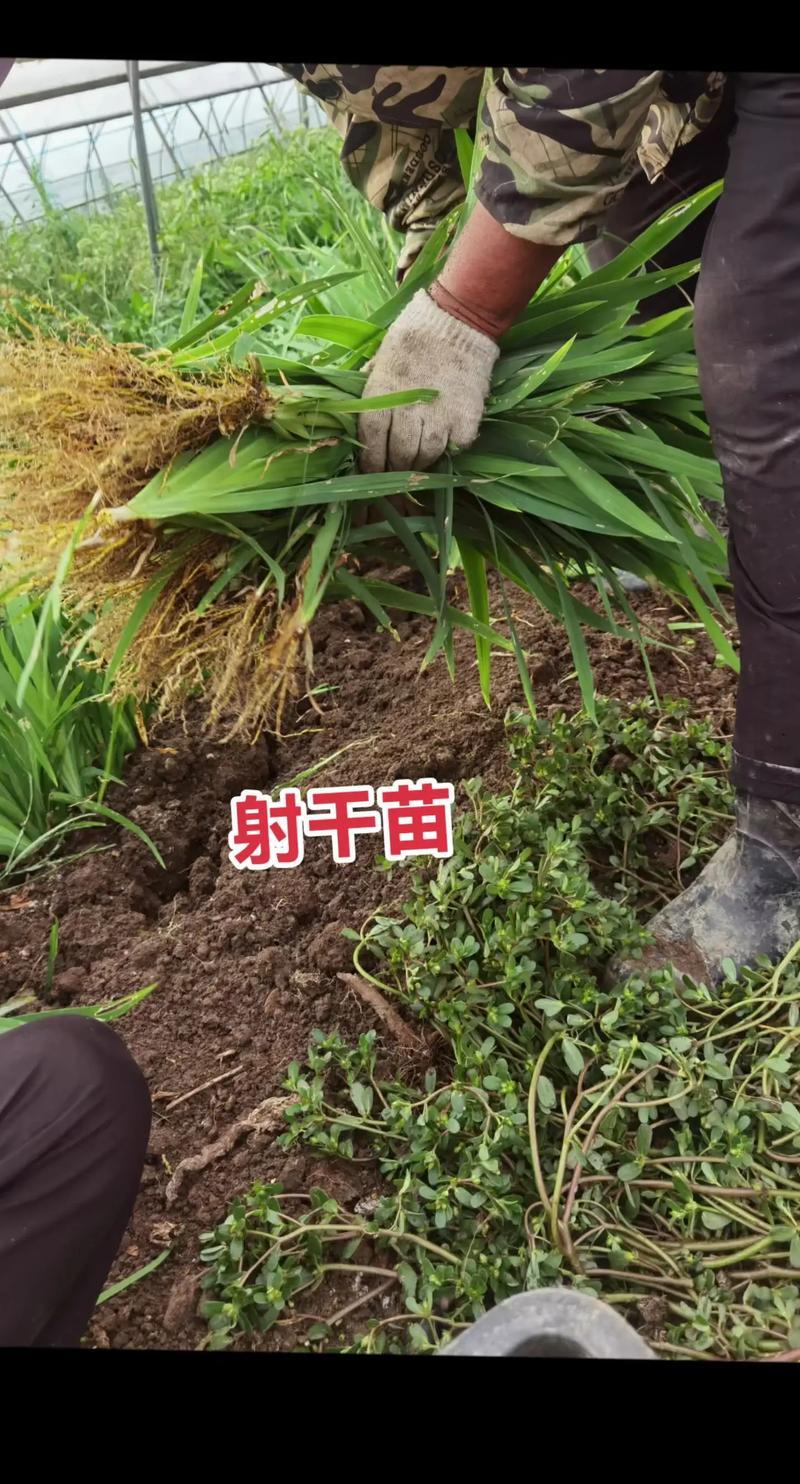 射干种苗包技术包回收