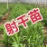 射干种苗包技术包回收