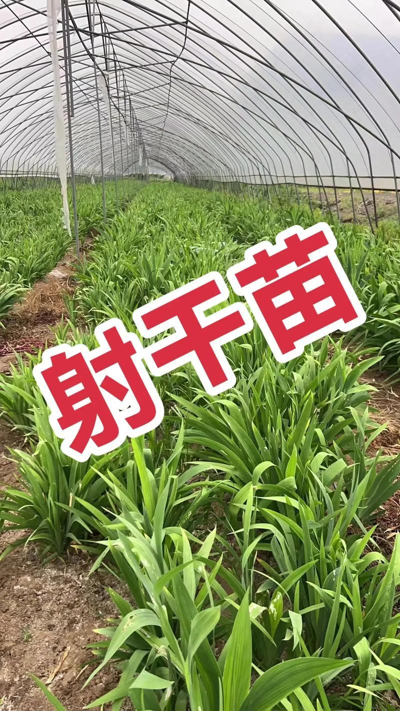 射干种苗包技术包回收