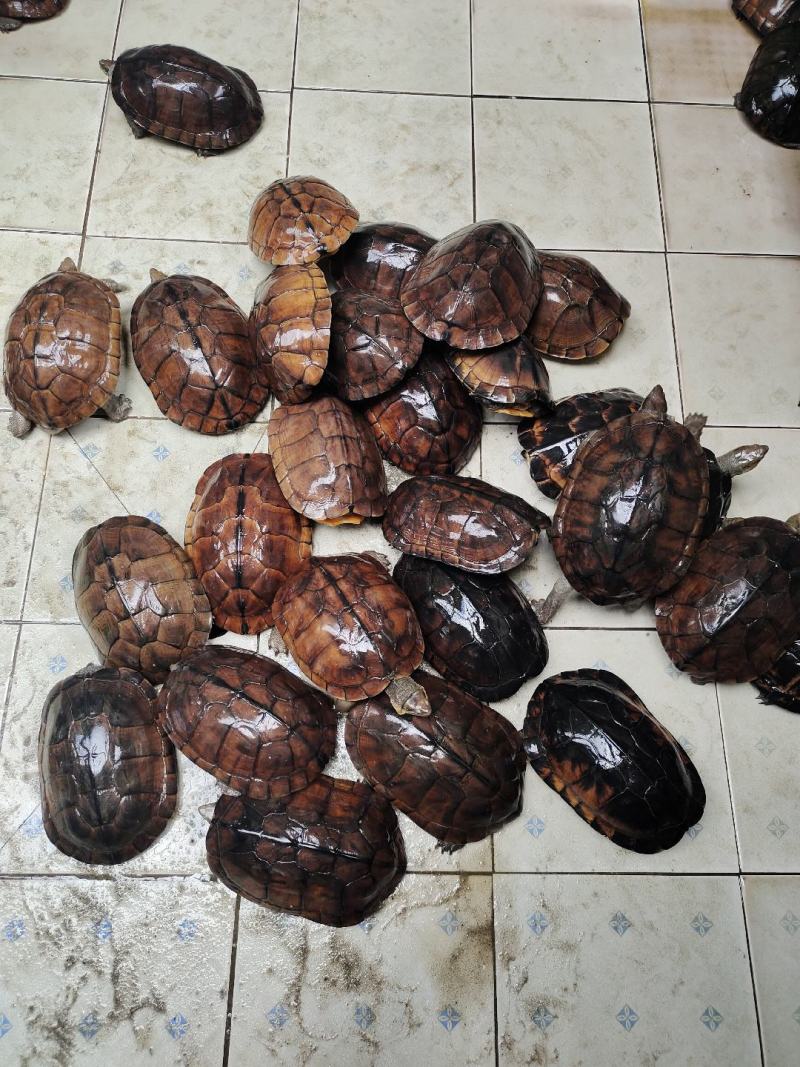 长期大量出售收购石金钱龟全规格