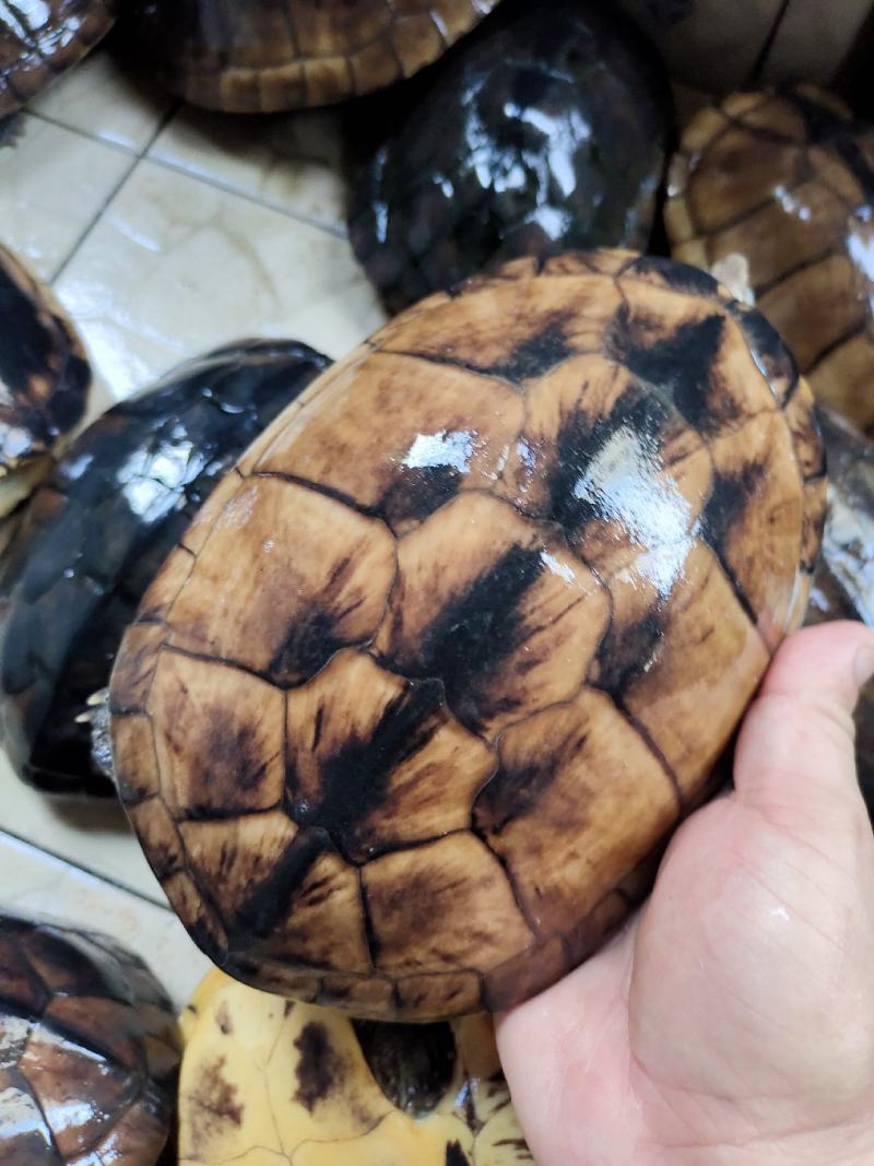 长期大量出售收购石金钱龟全规格