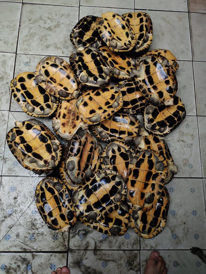 长期大量出售收购石金钱龟全规格