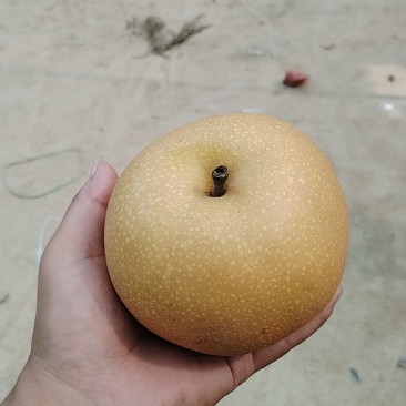 秋月梨