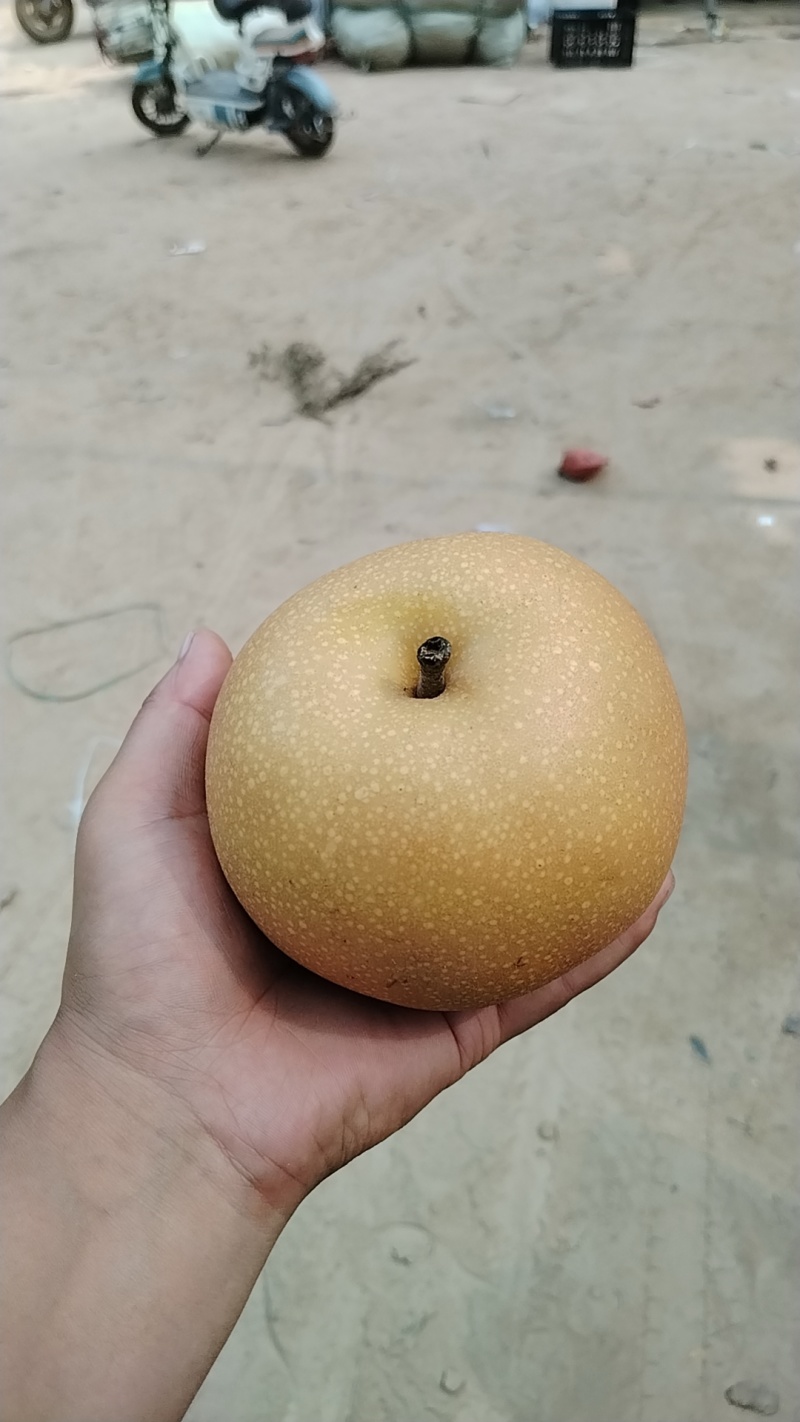 秋月梨
