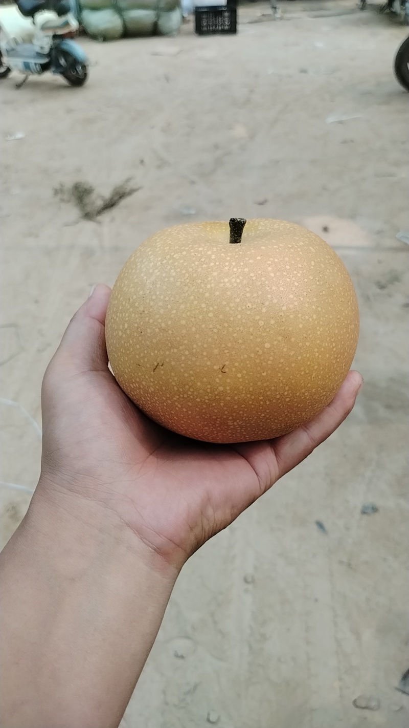 秋月梨