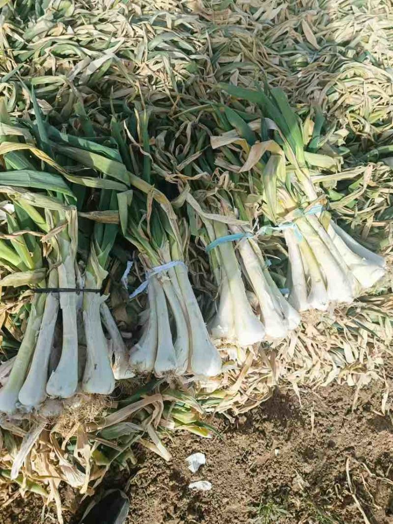 山西运城鸡腿大葱货源充足