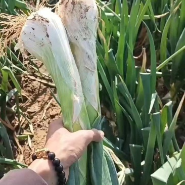 山西运城鸡腿大葱货源充足