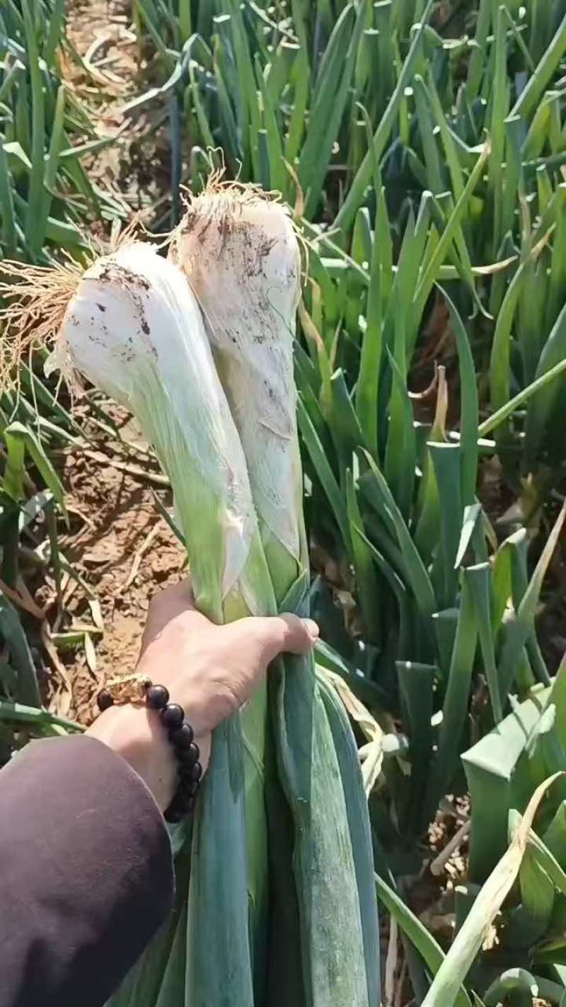 山西运城鸡腿大葱货源充足
