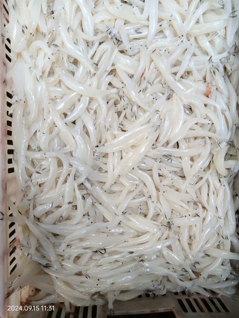 假期实测质量。