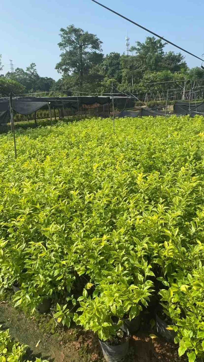 金叶假连翘小袋中袋基地直销规格齐全质量优质