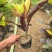变叶木小袋中袋基地直销质量优质欢迎老板来电咨询合作