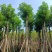 秋枫12～15公分基地直销大小规格齐全质量优质