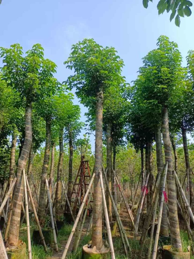 秋枫12～15公分基地直销大小规格齐全质量优质