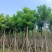 秋枫12～15公分基地直销大小规格齐全质量优质