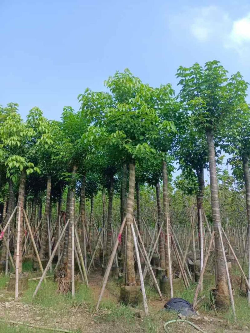 秋枫12～15公分基地直销大小规格齐全质量优质