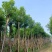 秋枫12～15公分基地直销大小规格齐全质量优质