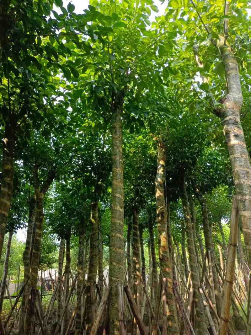 秋枫12～15公分基地直销大小规格齐全质量优质