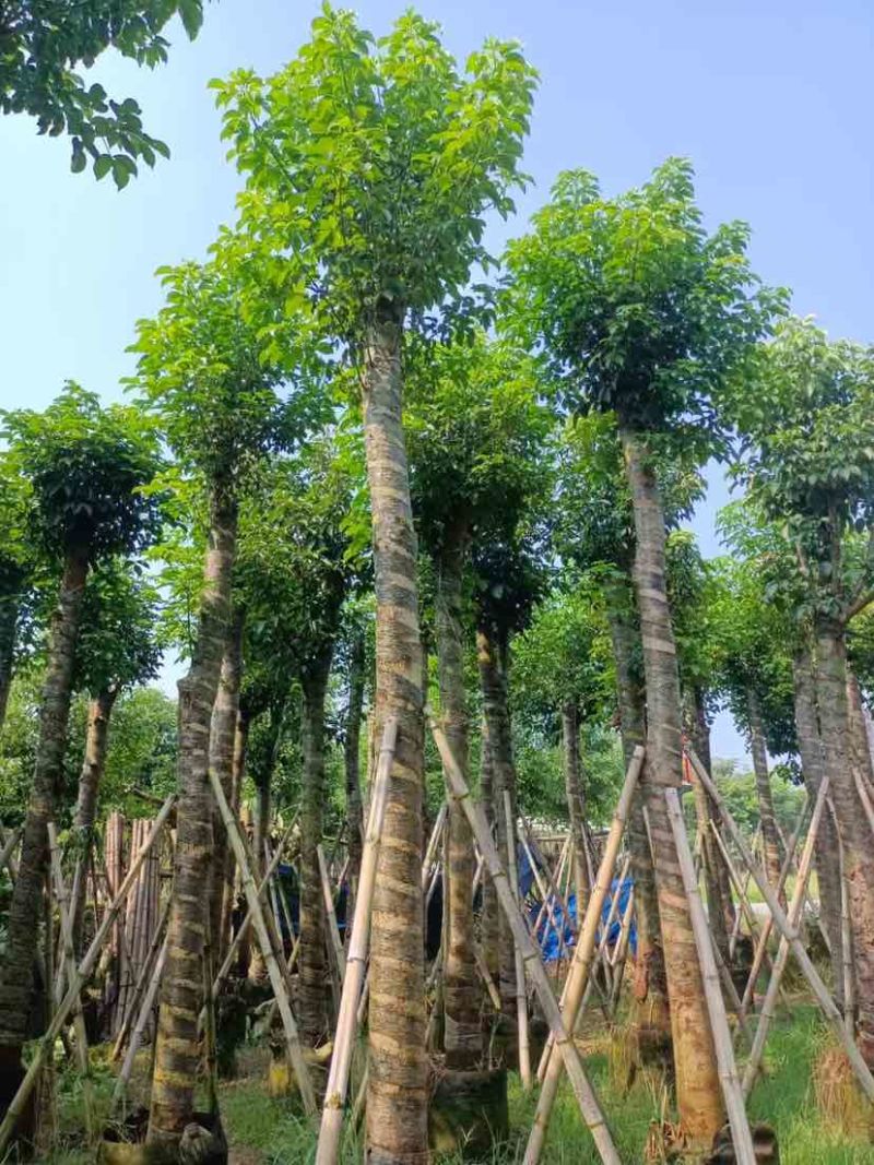 秋枫12～15公分基地直销大小规格齐全质量优质
