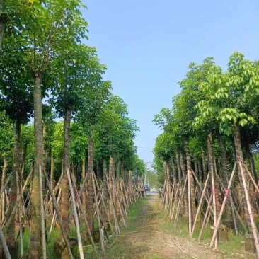 秋枫12～15公分基地直销大小规格齐全质量优质