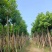 秋枫12～15公分基地直销大小规格齐全质量优质