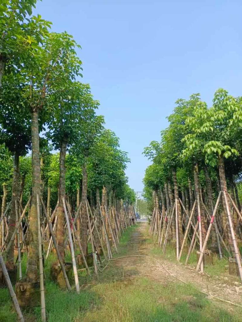 秋枫12～15公分基地直销大小规格齐全质量优质