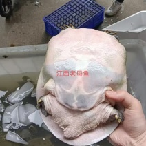 江西老母鱼外塘生态甲鱼老甲鱼活体团鱼水鱼