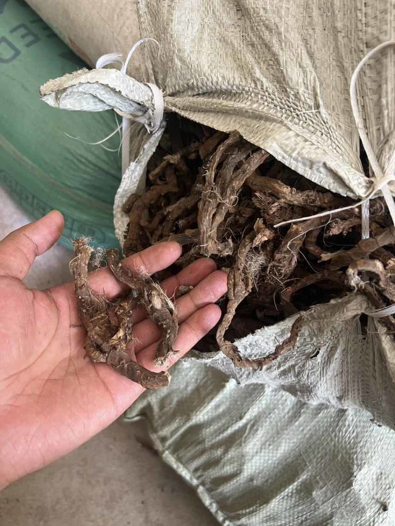 全网低价货源充足优选石菖蒲等你选购欢迎联系