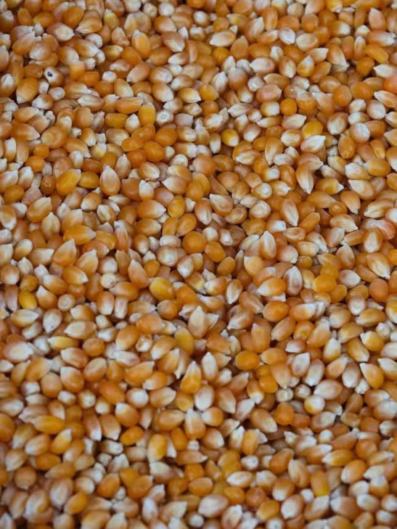 干玉米农家自种大玉米粒干玉米粒喂鸽子钓鱼打窝喂家禽饲料喂猪